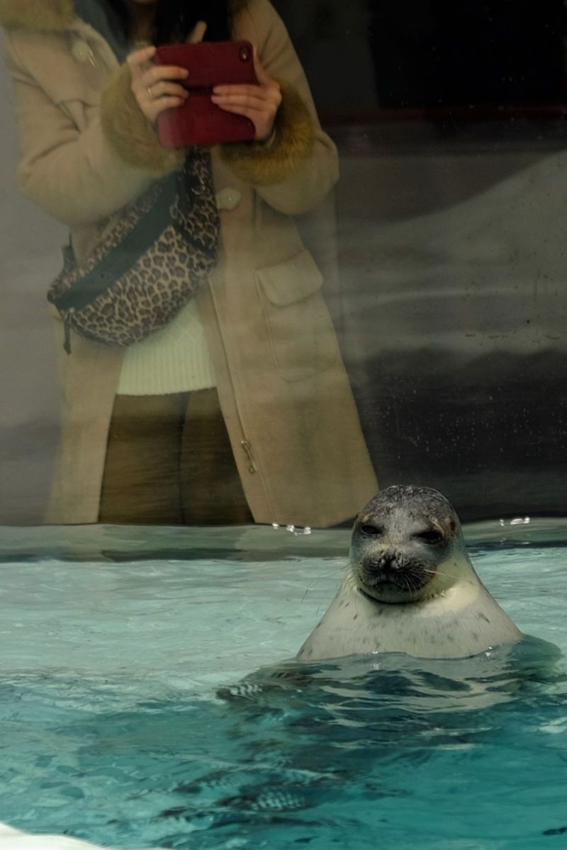男は黙って背中で語る 動物 その他の海の生物 Ganref