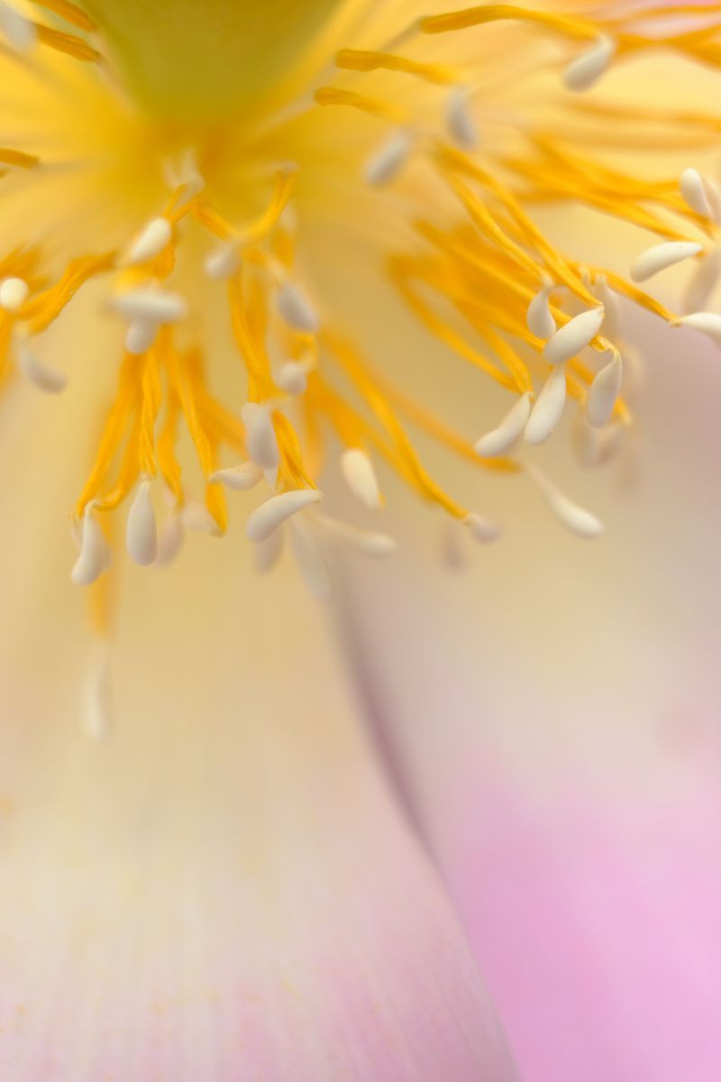 蓮のうてな その３ 植物 花 花びら Ganref