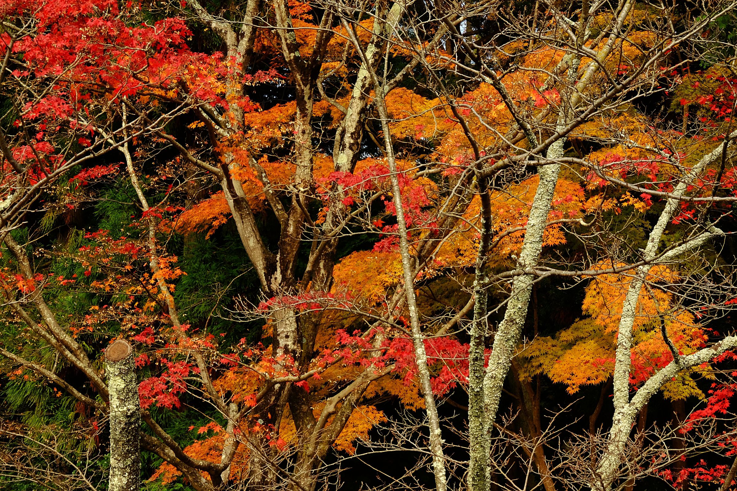 枯れ木も山のにぎわい | GANREF