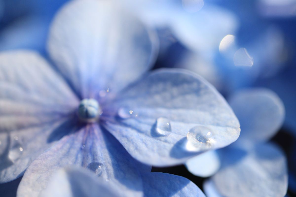 雨上がりのアジサイ 植物 花 花びら Ganref