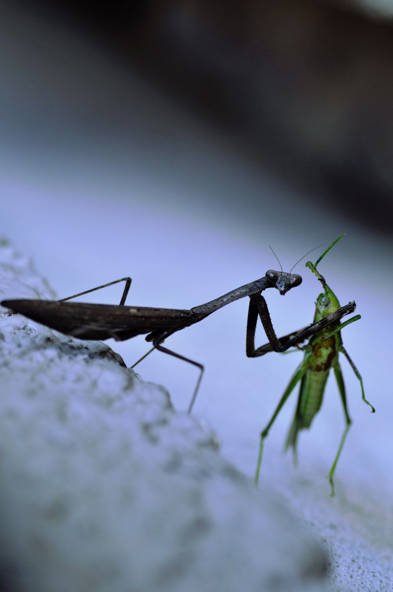 見たなぁ 動物 虫 昆虫 Ganref