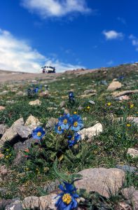 チベットの青いケシ 植物 花 花びら Ganref