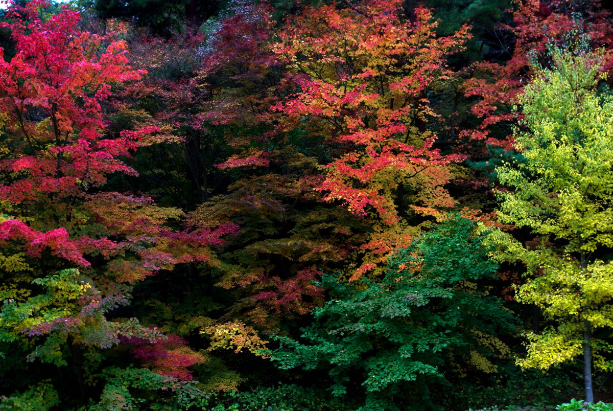 70-300mm F4-5.6 DL MACRO SUPERで撮影された写真 | 写真検索 | GANREF