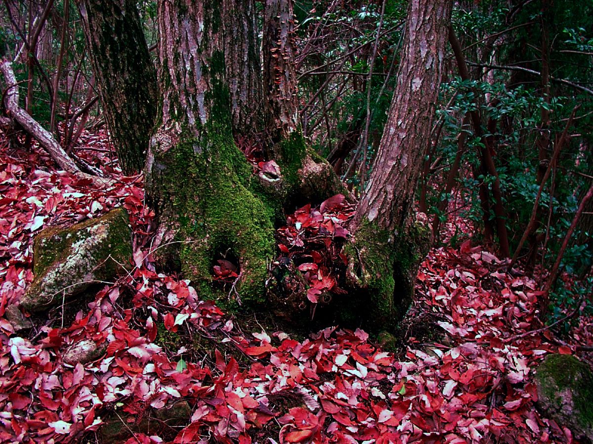 獣道の落葉 植物 樹木 Ganref