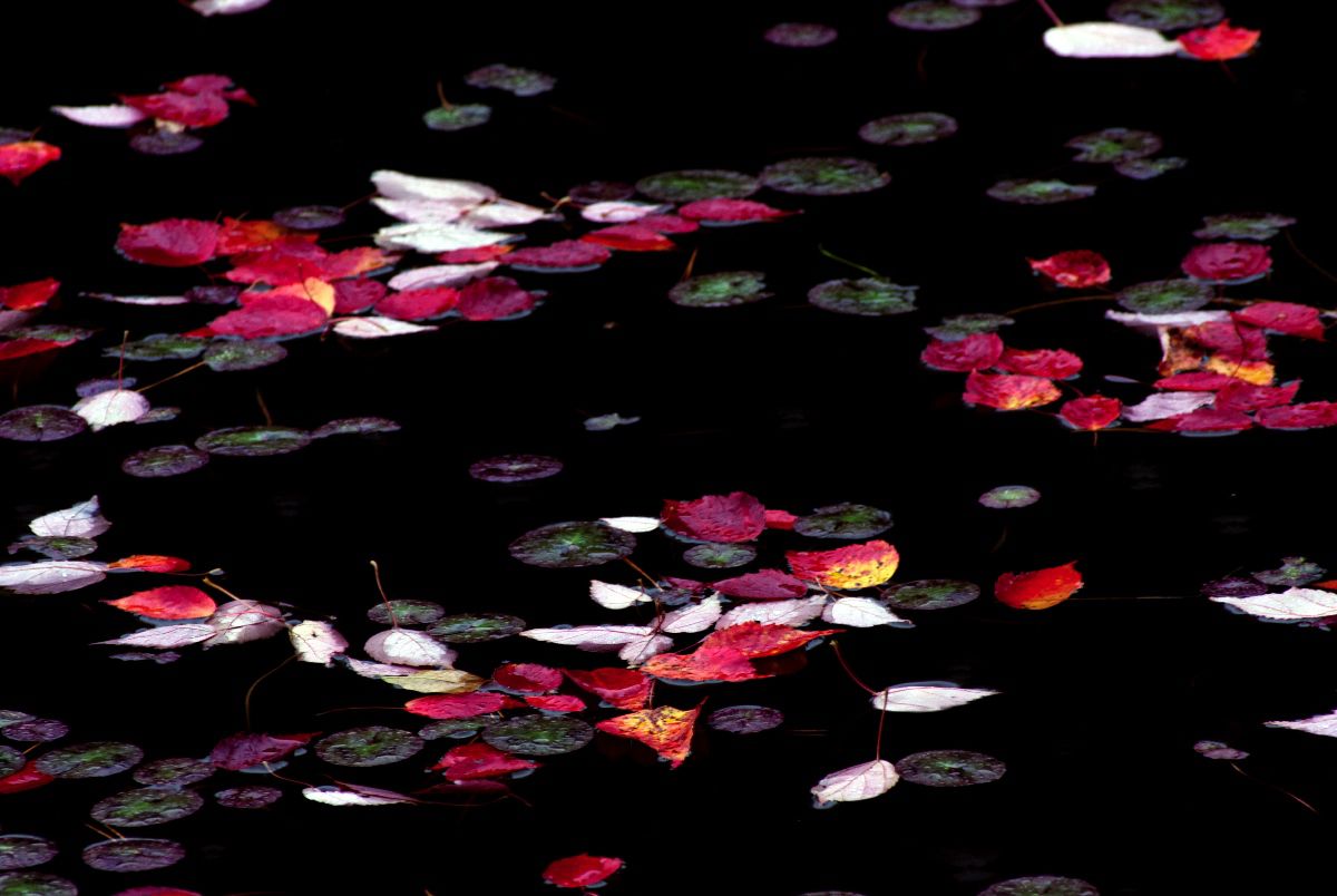 70-300mm F4-5.6 DL MACRO SUPERで撮影された写真 | 写真検索 | GANREF