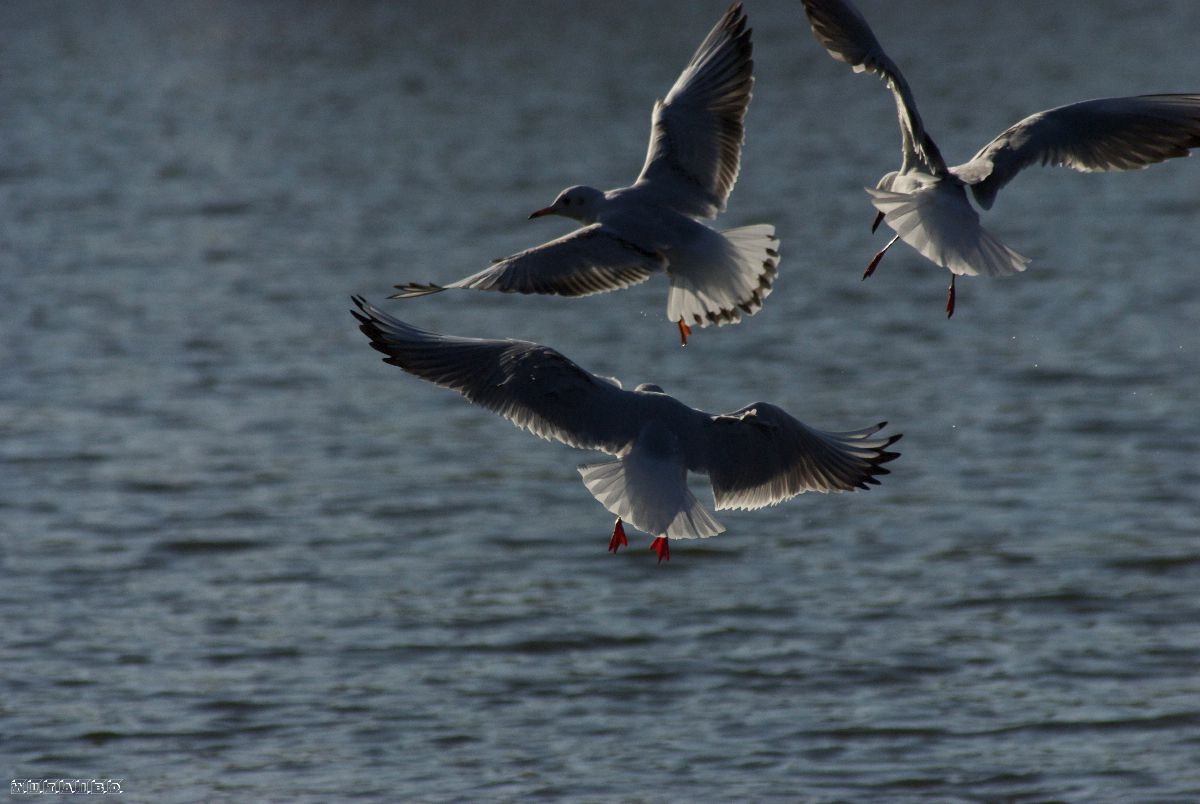FA☆80-200mmF2.8ED[IF]で撮影された写真 | 写真検索 | GANREF