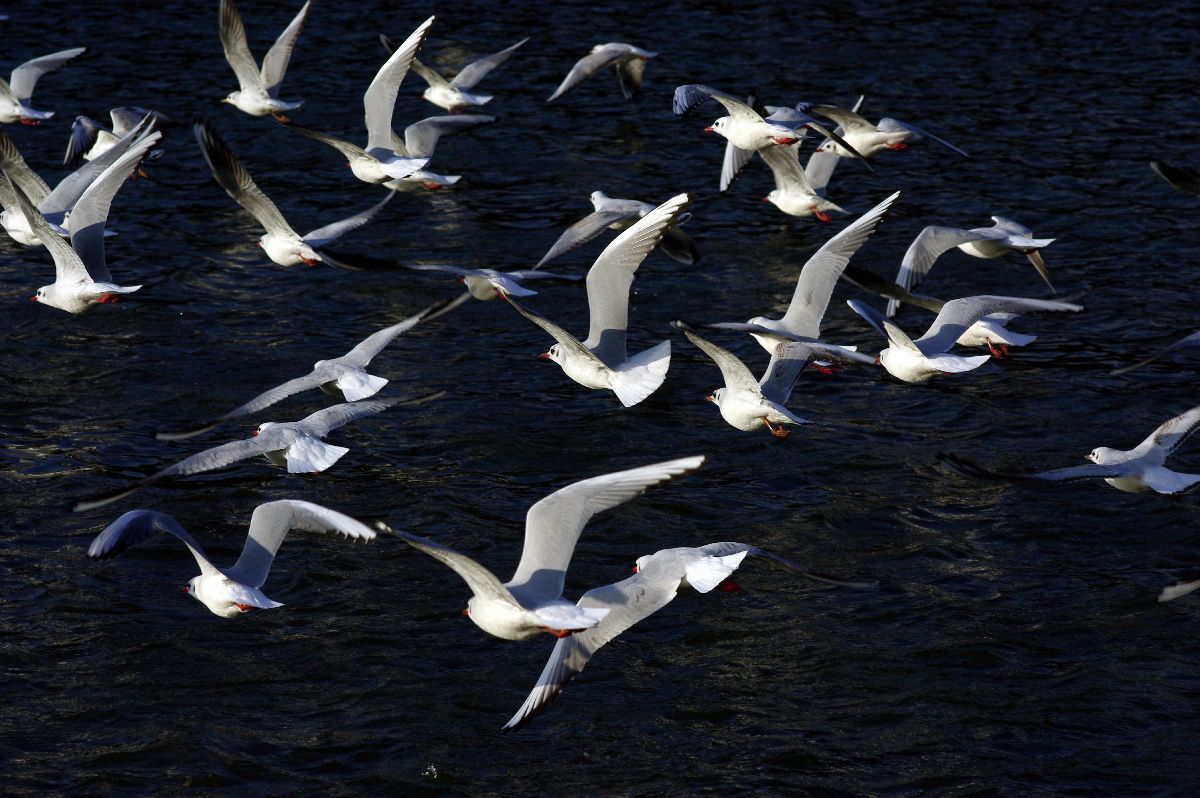 夕日 鴎達 Jpg 動物 鳥類 Ganref
