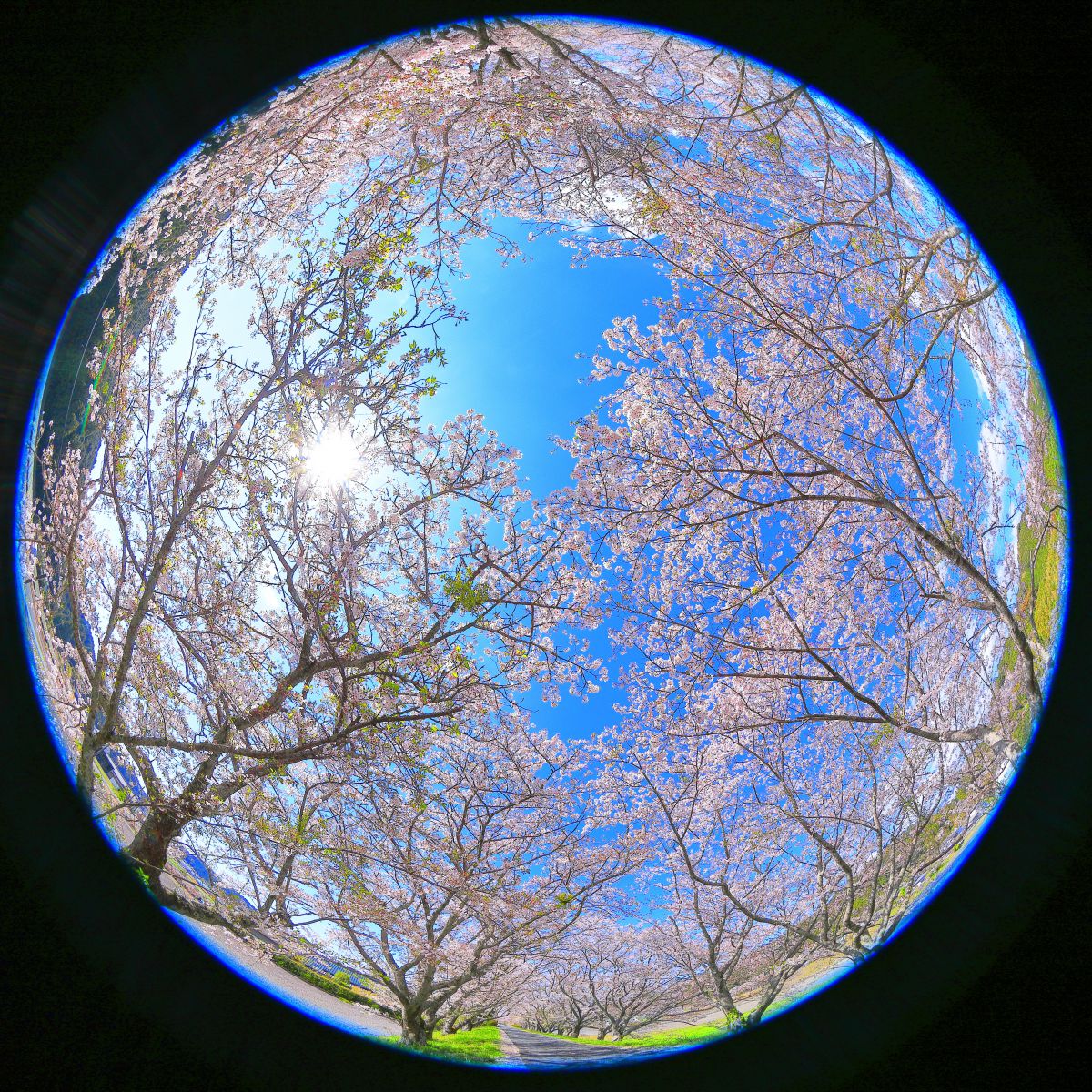 EF8-15mm F4L フィッシュアイ USMで撮影された写真 | 写真検索 | GANREF