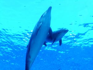 水色 動物 その他の海の生物 Ganref