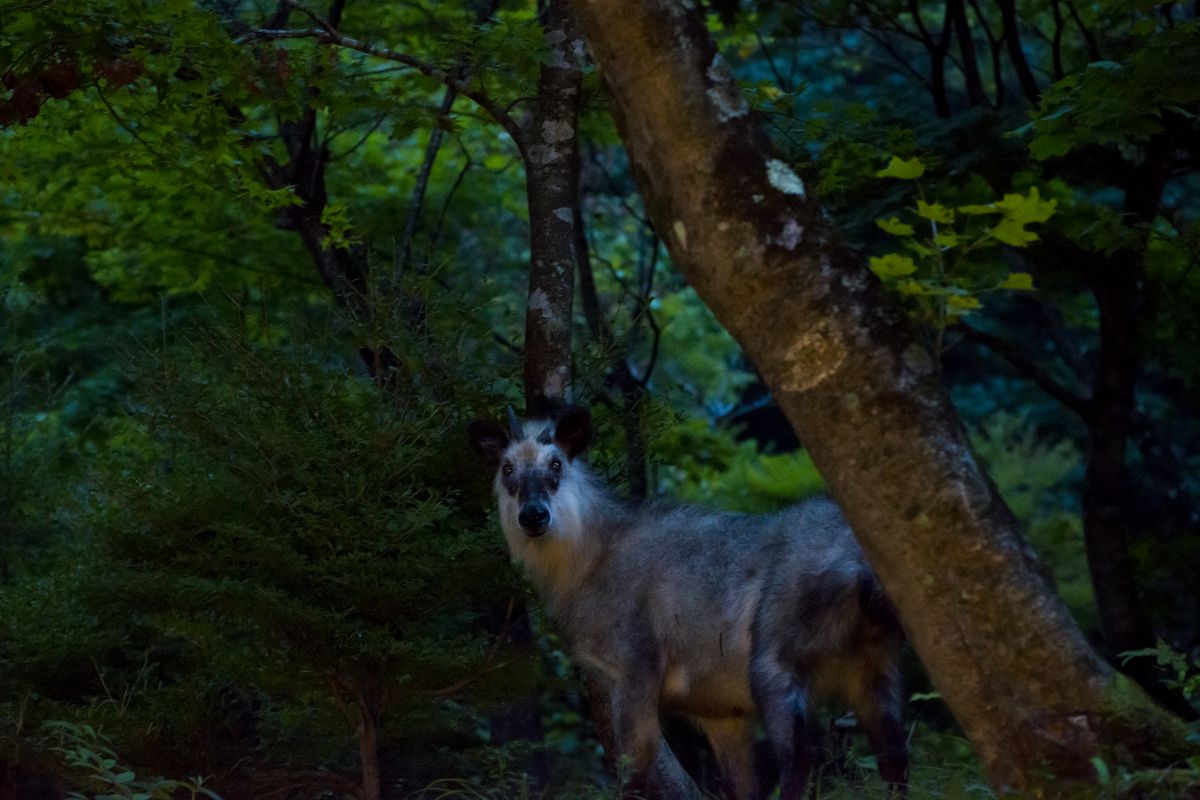シシ神様 動物 その他の海の生物 Ganref