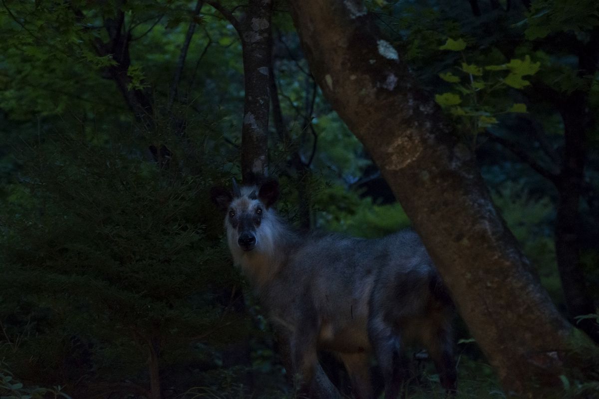 シシ神様 動物 その他の陸の生物 Ganref