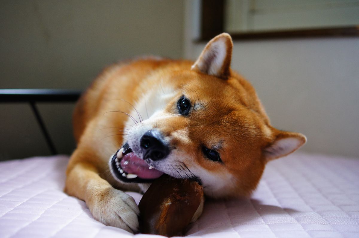 かじる 動物 犬 Ganref