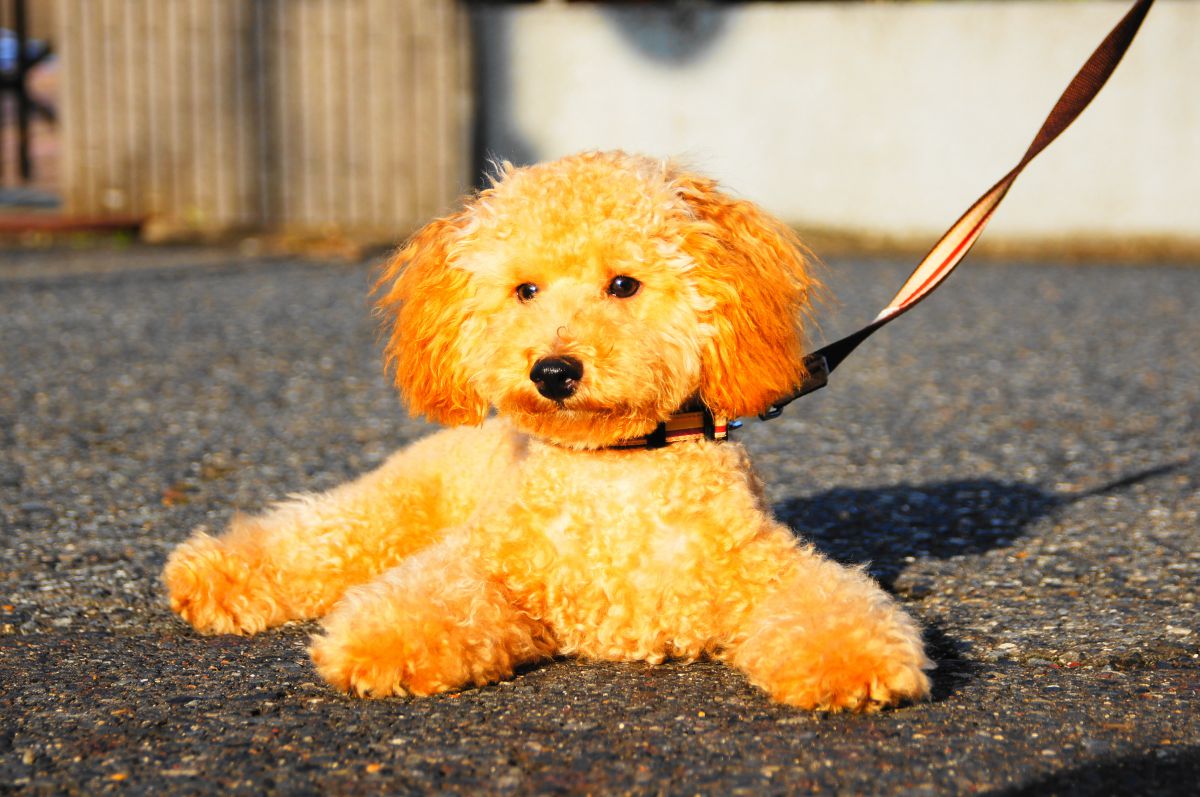 開脚で伏せ 動物 犬 Ganref