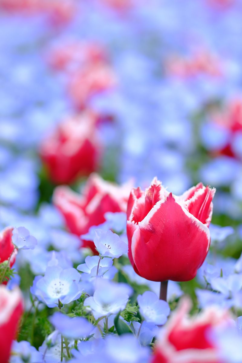 FUJIFILM X-H1で撮影された写真 | 写真検索 | GANREF