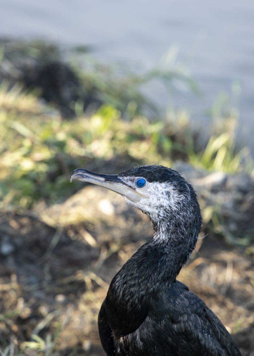 エメラルドグリーンの瞳 動物 鳥類 Ganref エメラルドグリーンの瞳 動物 鳥類 Ganref