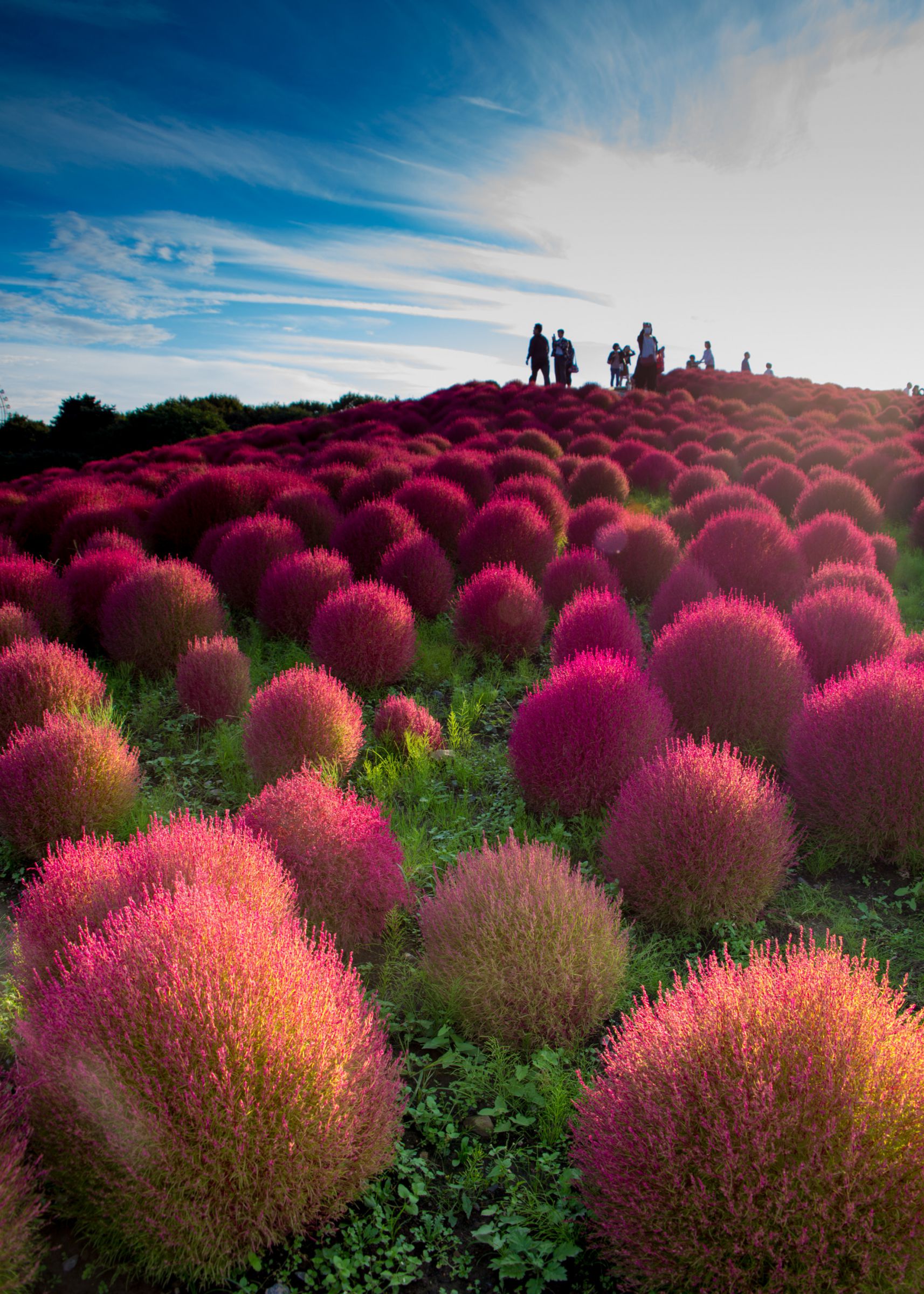 西日に踊るコキアの丘 | GANREF 