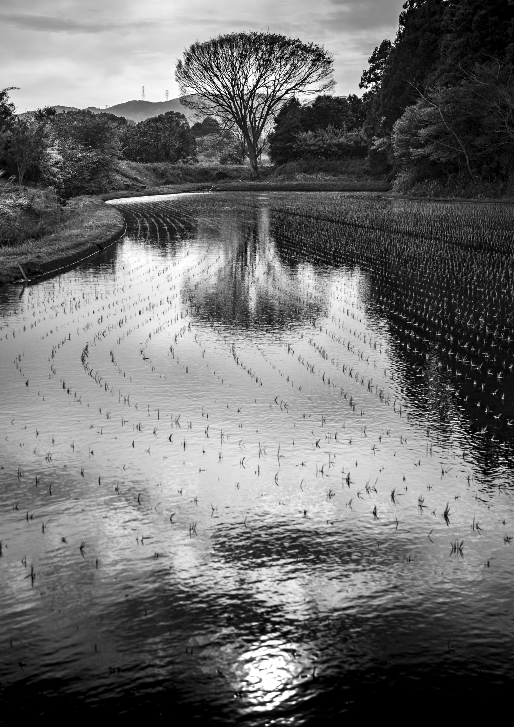 田んぼの水鏡 | GANREF