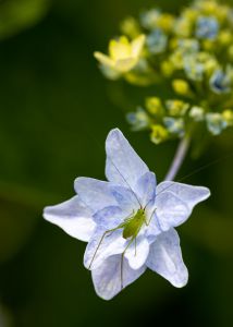 野薔薇 植物 花 花びら Ganref