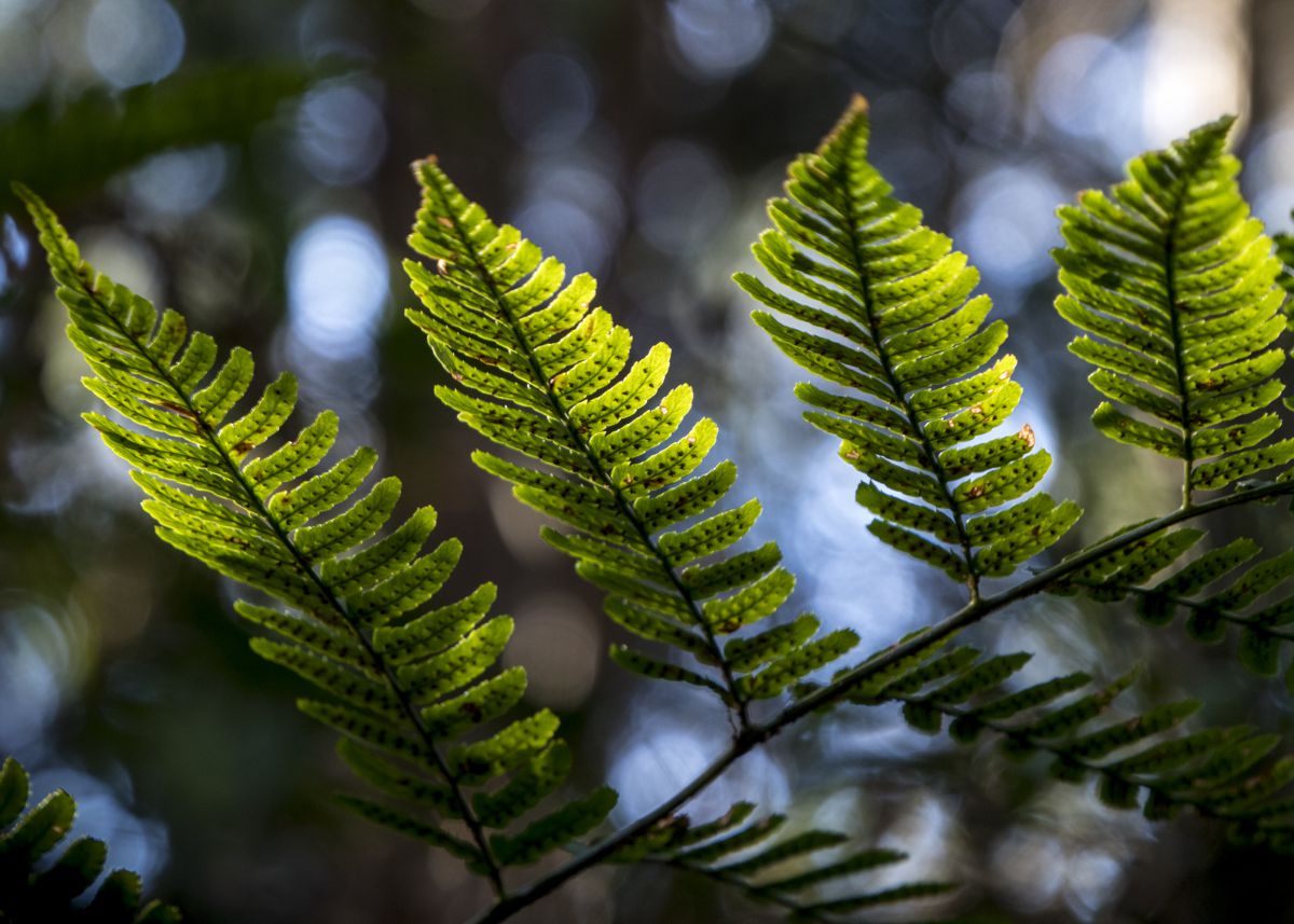 太古の輝き 植物 コケ シダ Ganref