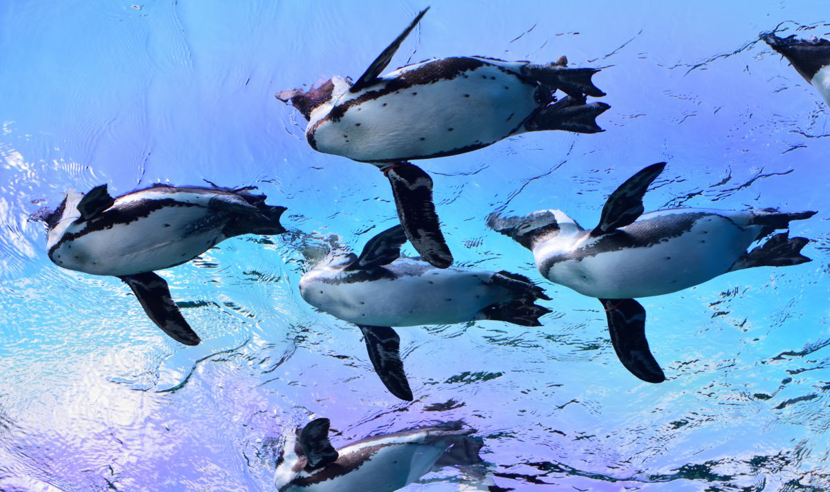 空飛ぶペンギン 動物 鳥類 Ganref