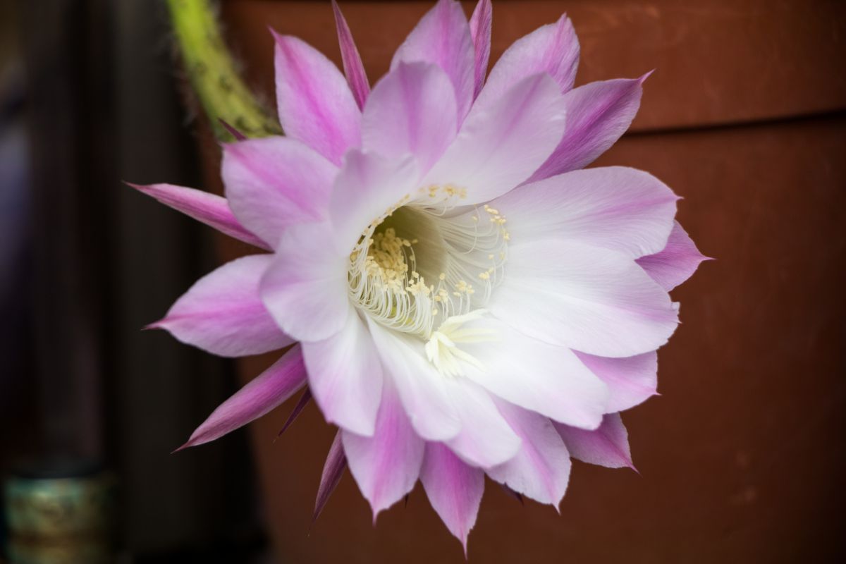 サボテンの花 植物 花 花びら Ganref