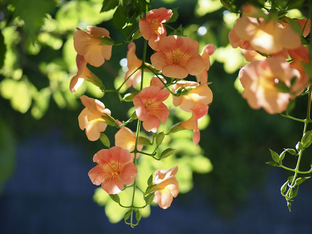 庭のノウゼンカズラ 植物 花 花びら Ganref