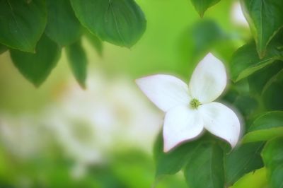 みんなが撮影した山法師(ヤマボウシ)の写真 GANREF