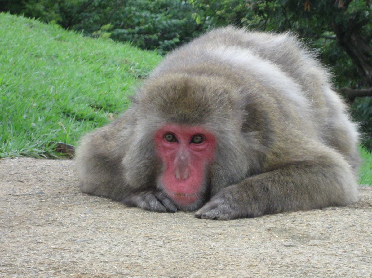 どげざる 動物 その他の陸の生物 Ganref