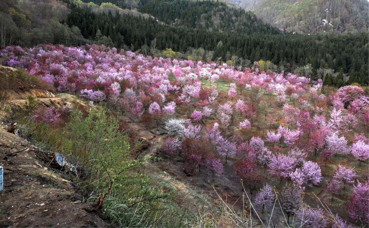 桜峠 植物 桜 Ganref 桜峠 植物 桜 Ganref