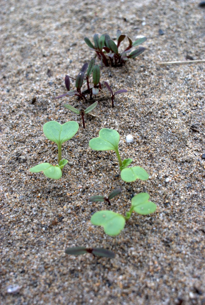 守護神 植物 草 葉 芽 Ganref