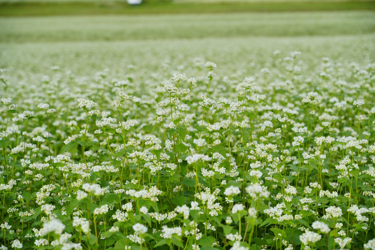 そばの花広がる 植物 花 花びら Ganref そばの花広がる 植物 花 花びら Ganref