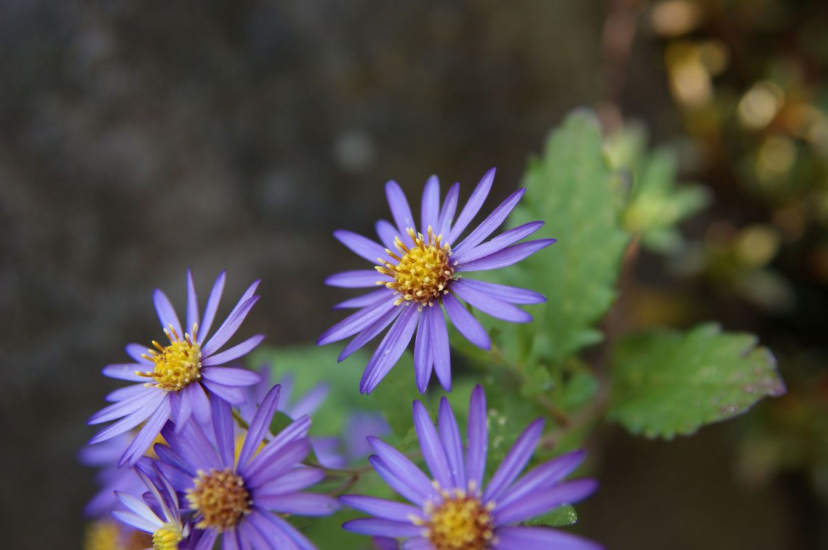 AF ZOOM 28-135mm F4-4.5で撮影された写真 | 写真検索 | GANREF