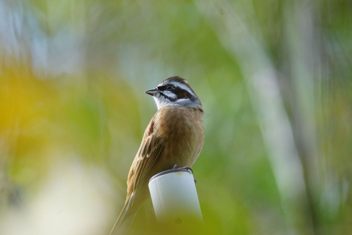AF APO TELE 300mm F2.8で撮影された写真 | 写真検索 | GANREF