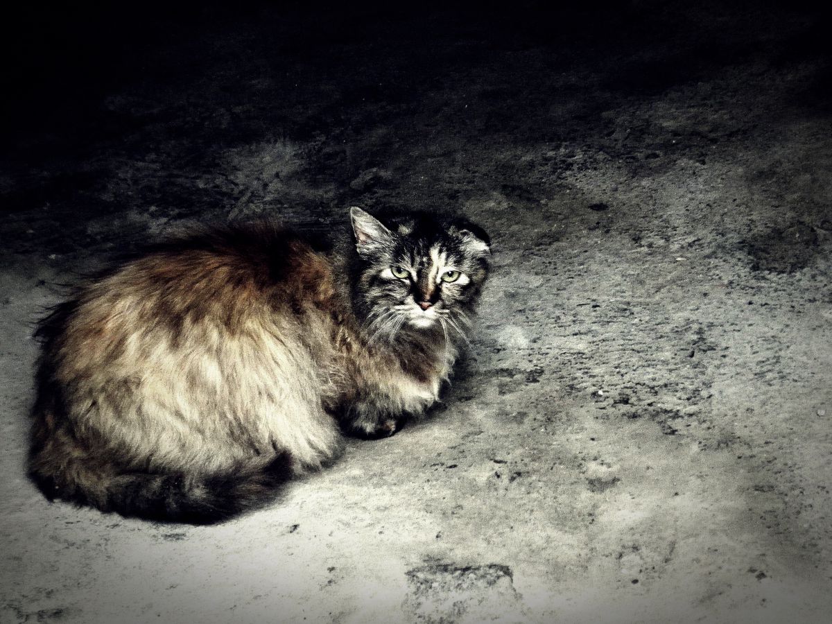 μ-7040で撮影された写真 | 写真検索 | GANREF