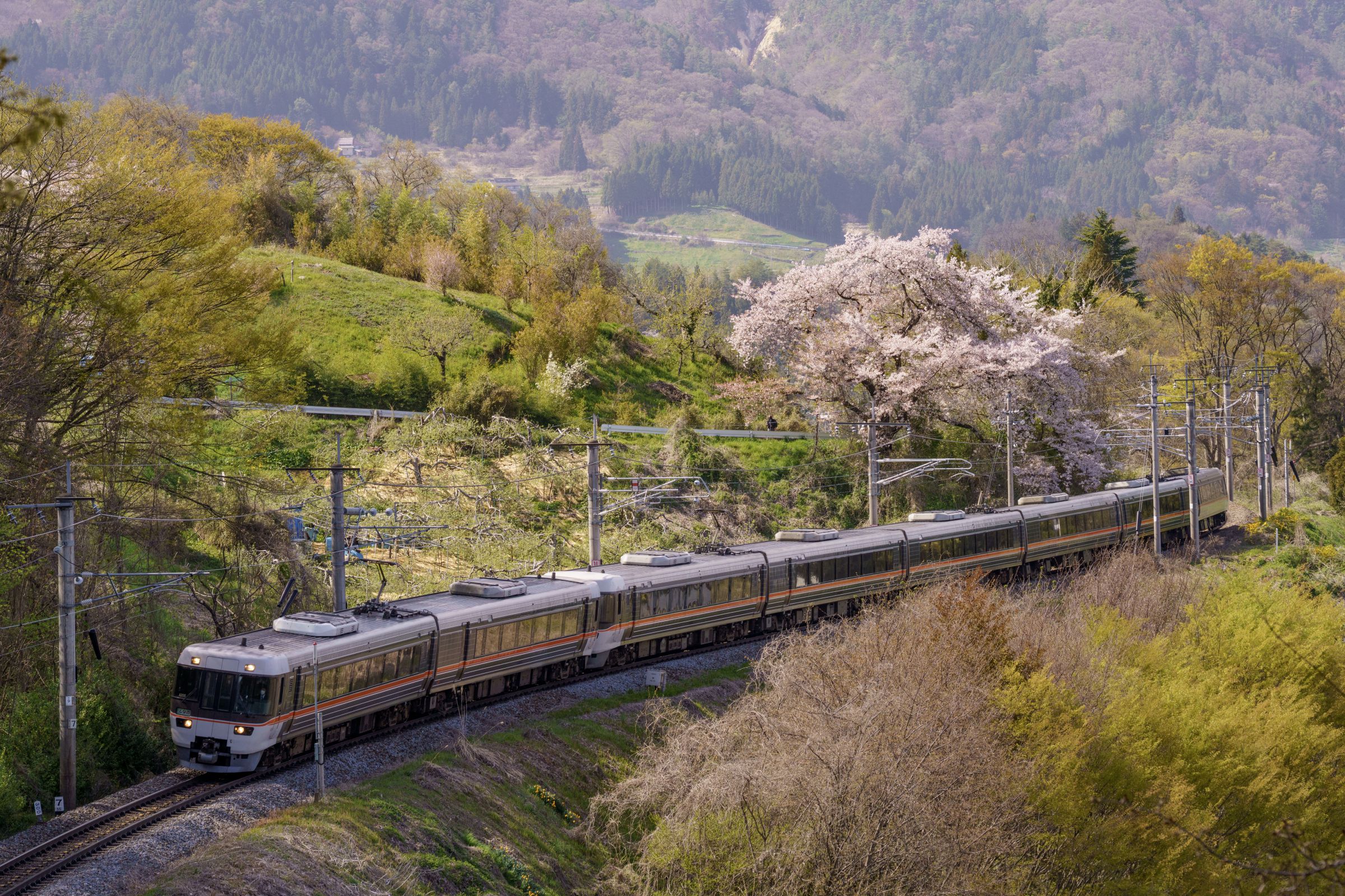 里山の桜 篠ノ井線を行く～里山の桜としなの号と | GANREF