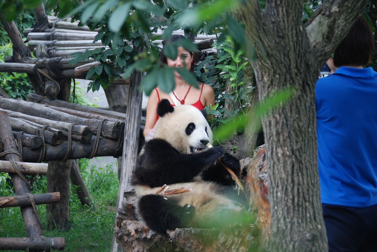 パンダとツーショット 動物 小動物 Ganref