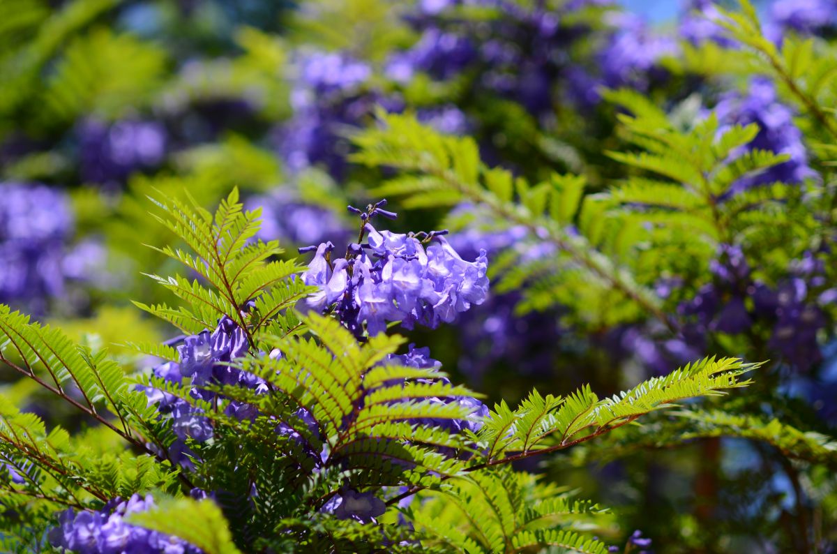熱海港 ジャカランダ 植物 花 花びら Ganref