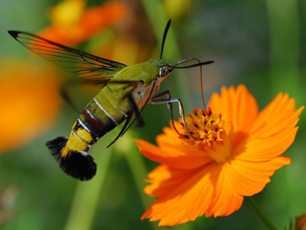 キバナコスモスにオオスカシバ 動物 虫 昆虫 Ganref