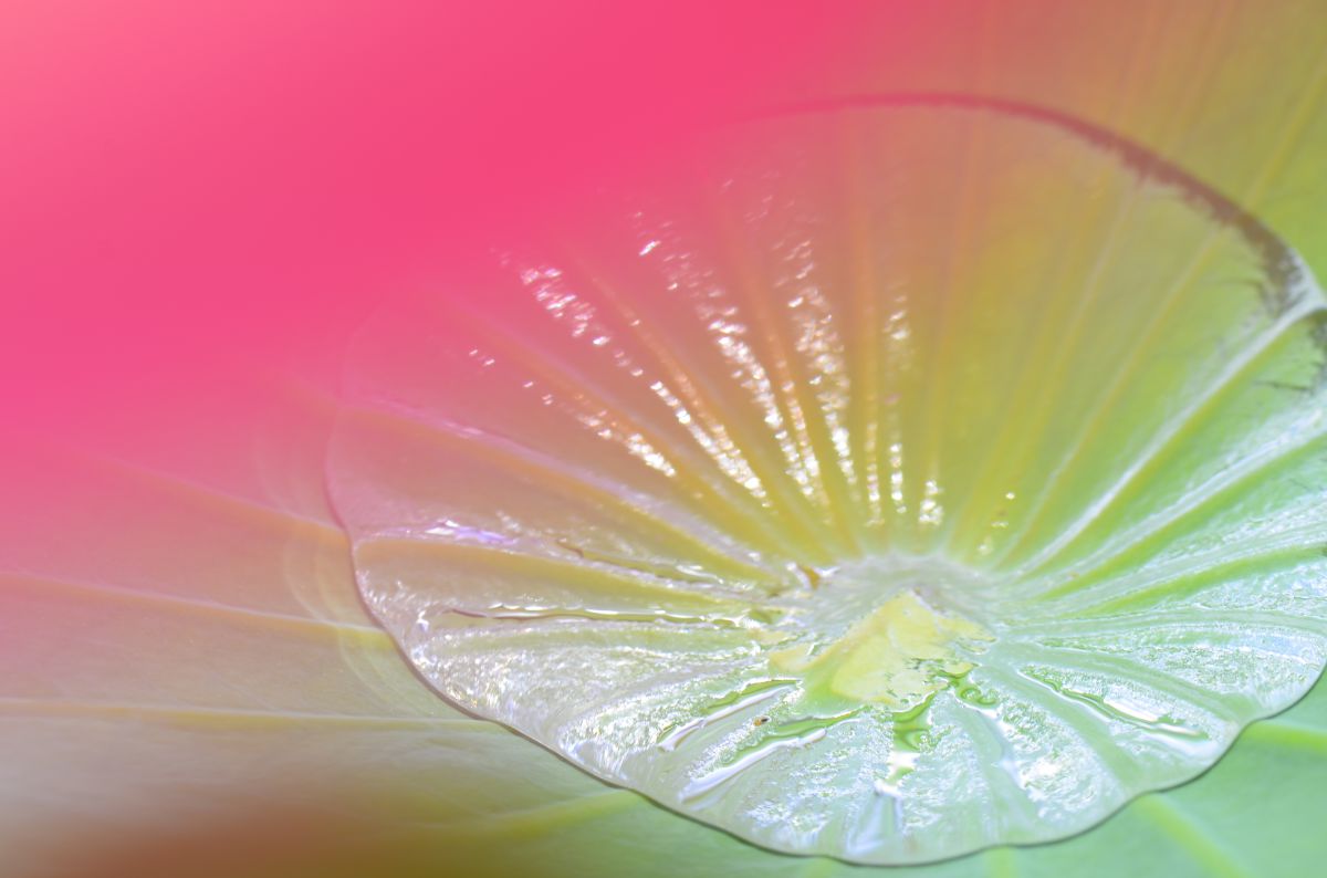 極上品】作例有 NIKKOR AF MICRO 105mm F2.8 D AI AF Micro Nikkor