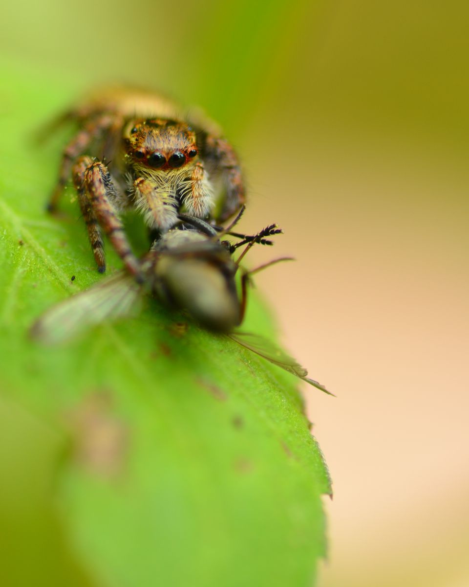ハエトリグモ 動物 虫 昆虫 Ganref