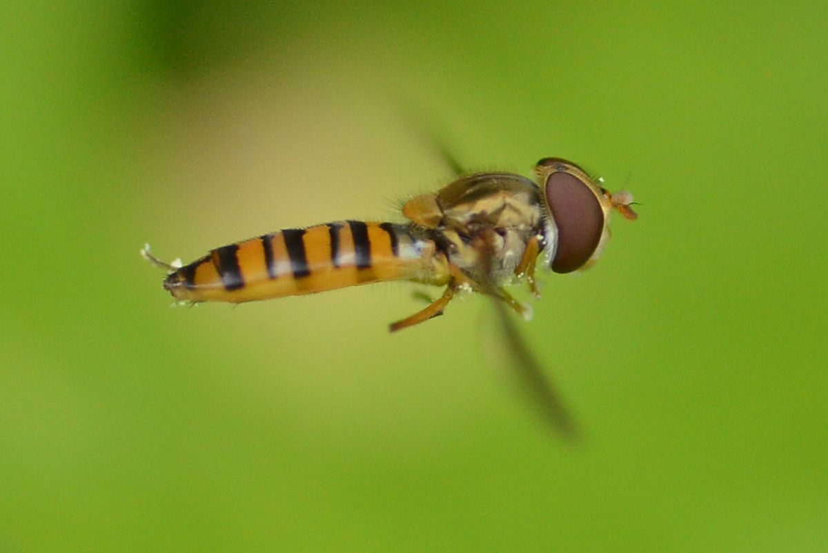 ホソヒラタアブ ホバリング 動物 虫 昆虫 Ganref