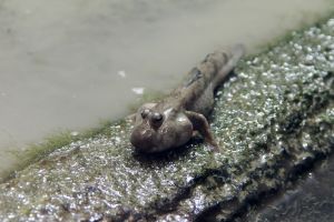 トビハゼ | GANREF