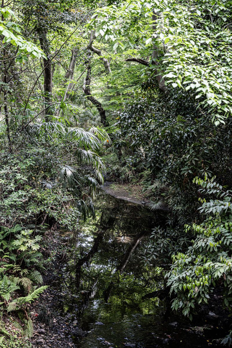 Forest | GANREF