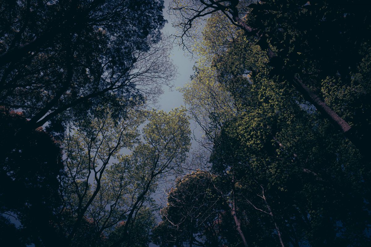 Cover the Sky | GANREF