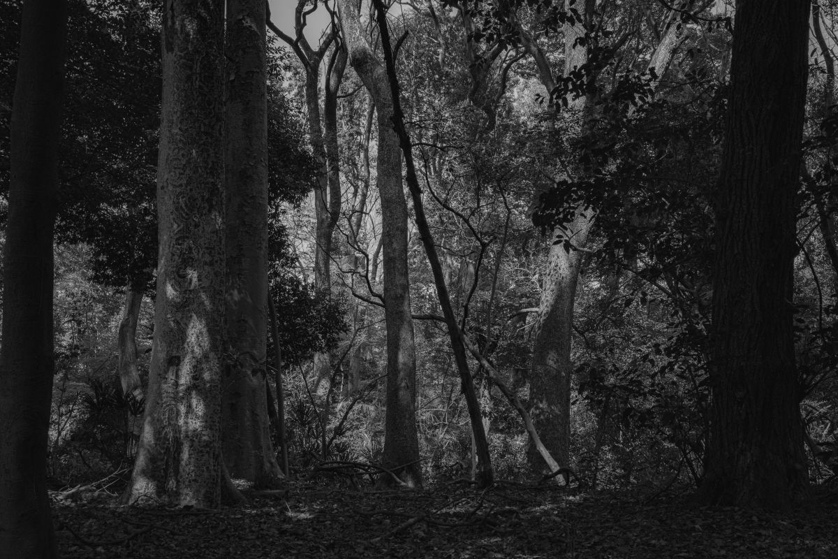 Artificial Forest | GANREF