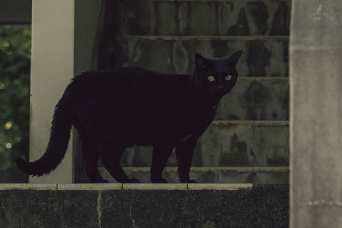 Cats 27 | GANREF