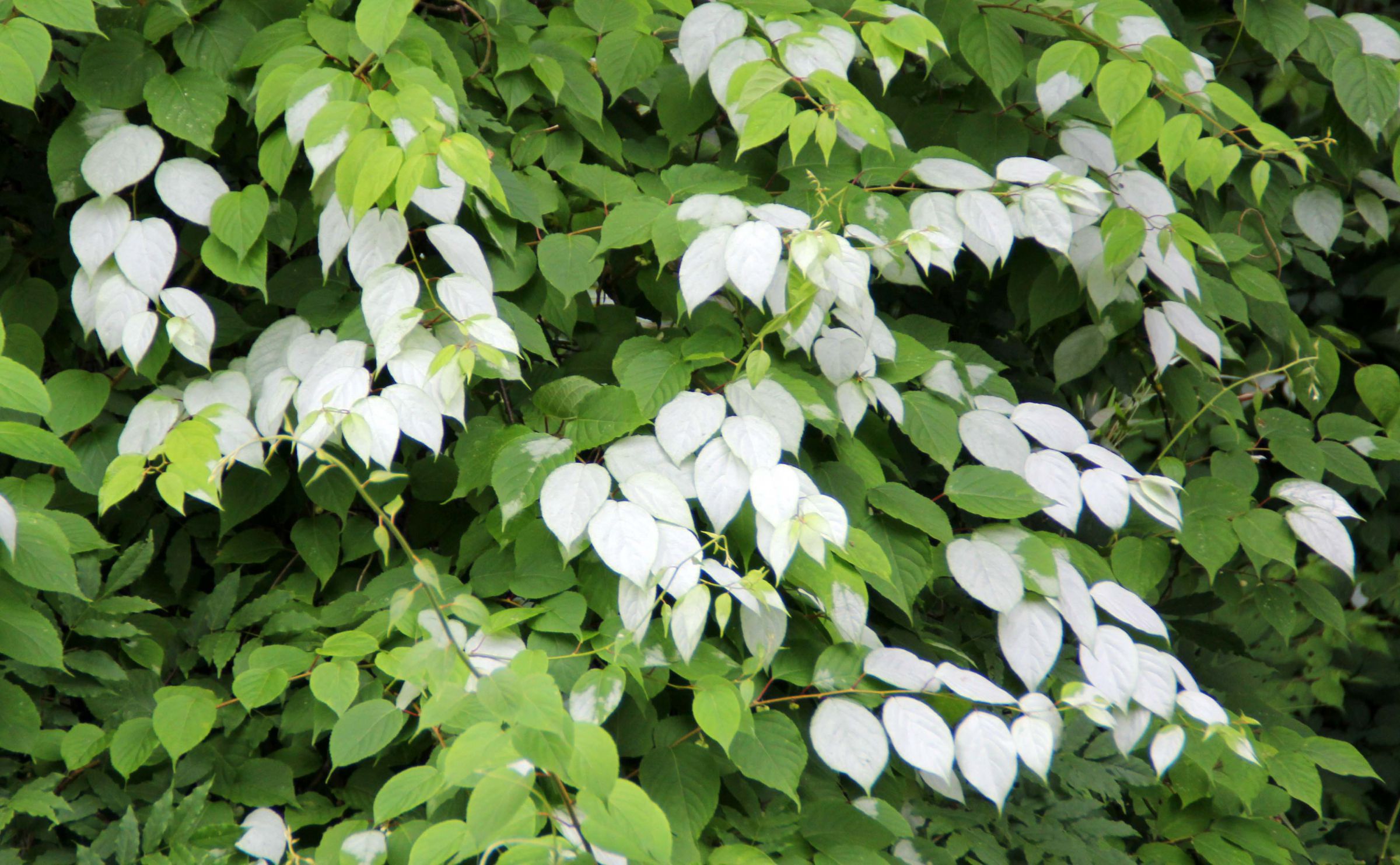 またたび | GANREF