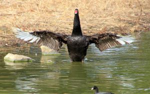 黒鳥 519ac9c98a047e690d39861ae92a4d