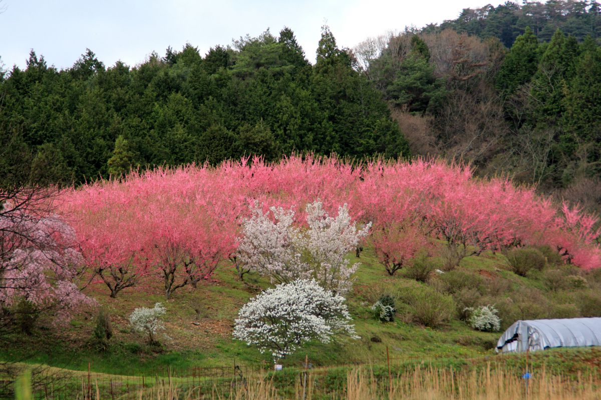 花桃の丘 植物 花 花びら Ganref