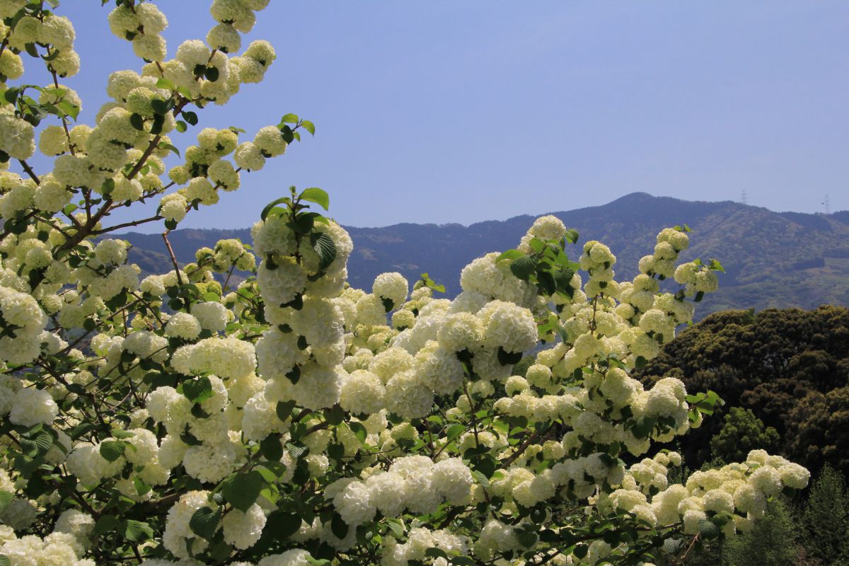 オオテマリ 植物 花 花びら Ganref